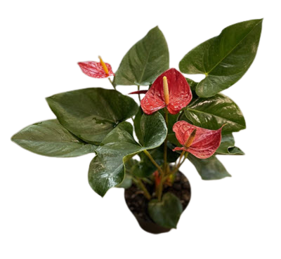 Red Anthurium